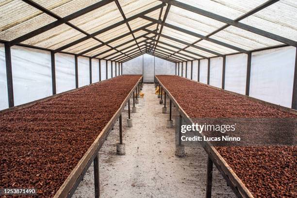 drying cocoa beans - greenhouse - ecuador farm stock pictures, royalty-free photos & images
