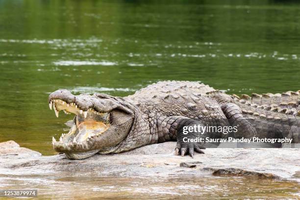 mugger crocodile - sunbathing crocodile foto e immagini stock