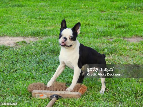 playful boston terrier - naughty pet stock pictures, royalty-free photos & images