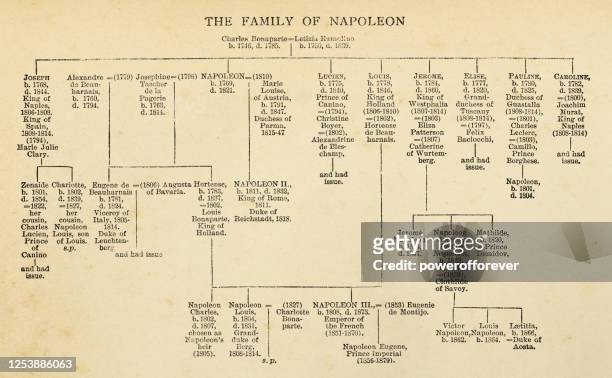 napoleon bonaparte’s family tree - 19th century - family tree history stock illustrations