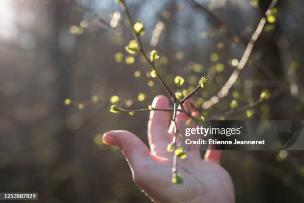 caress a tree, nancy, france. - bouton de fleur photos et images de collection