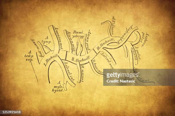 53 Maxillary Artery Photos and Premium High Res Pictures - Getty Images