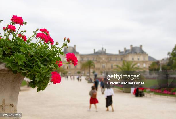 potted geraniums with a defocused luxembourg palace - リュクサンブール公園 ストックフォトと画像