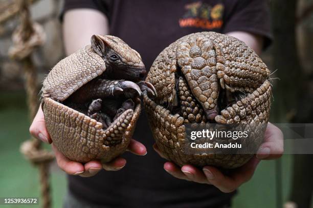 Zookeeper Agata holds a rare newborn Brazilian three-banded armadillo inside its enclosure at the Wroclaw Zoo in Wroclaw, Poland on May 11, 2023. The...