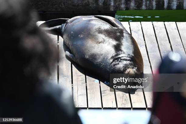 Sea lions are seen at the Pier 39 of Fishermanâs Wharf in San Francisco, California, United States on May 11, 2023. The sea lions camped out in PIER...