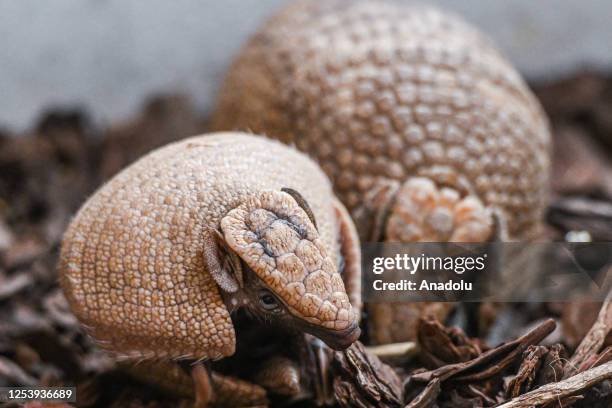 Rare newborn Brazilian three-banded armadillo is seen inside its enclosure at the Wroclaw Zoo in Wroclaw, Poland on May 11, 2023. The Tolypeutes...