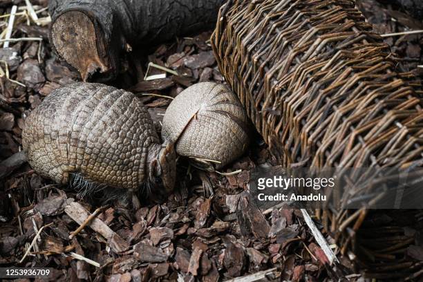 Rare newborn Brazilian three-banded armadillo is seen inside its enclosure at the Wroclaw Zoo in Wroclaw, Poland on May 11, 2023. The Tolypeutes...