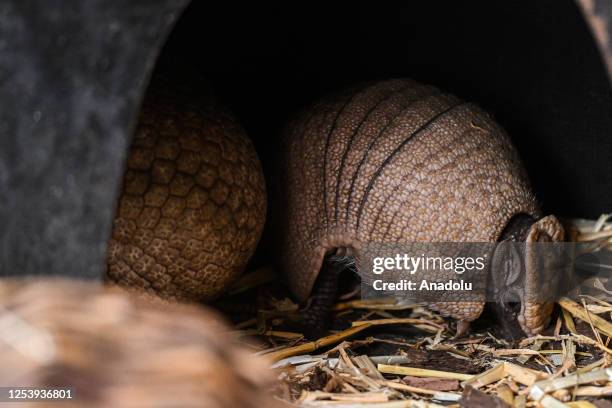 Rare newborn Brazilian three-banded armadillo is seen inside its enclosure at the Wroclaw Zoo in Wroclaw, Poland on May 11, 2023. The Tolypeutes...