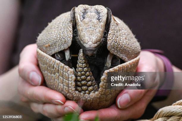 Zookeeper Agata holds a rare newborn Brazilian three-banded armadillo inside its enclosure at the Wroclaw Zoo in Wroclaw, Poland on May 11, 2023. The...