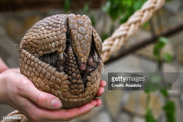 Zookeeper Agata holds a rare newborn Brazilian three-banded armadillo inside its enclosure at the Wroclaw Zoo in Wroclaw, Poland on May 11, 2023. The...