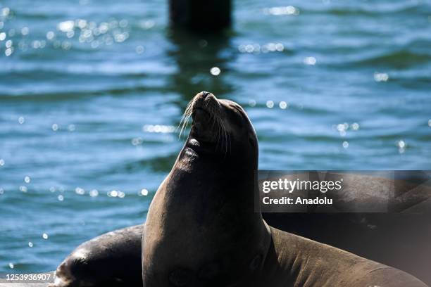 Sea lion seen at the Pier 39 of Fishermanâs Wharf in San Francisco, California, United States on May 11, 2023. The sea lions camped out in PIER 39âs...