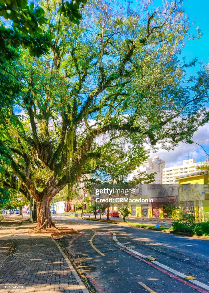 Trees support flowers and colors, making your environment and life much more beautiful.