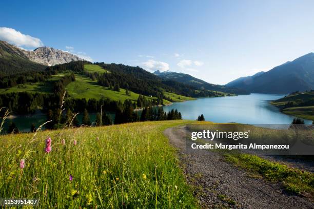 scenic landscape at hongrin lake in switzerland - forest flowers water stock pictures, royalty-free photos & images