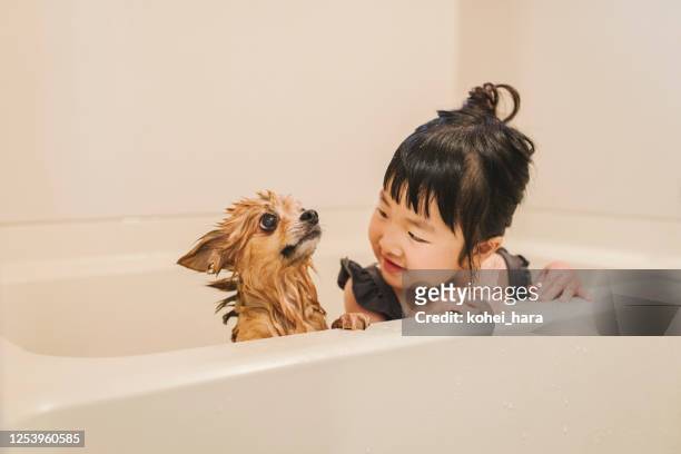 浴室で犬を洗う女の子 - chihuahua dog ストックフォトと画像