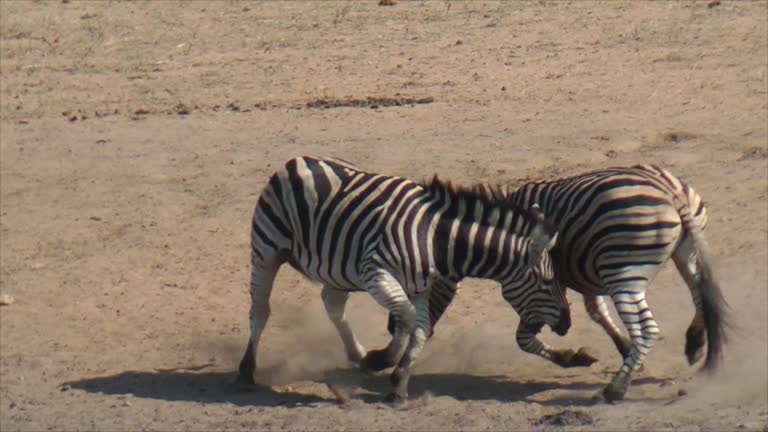 13,207 Animals Fighting Videos and HD Footage - Getty Images 13,207 Animals Fighting Videos and HD Footage - Getty Images