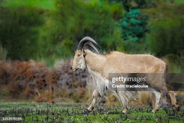 barbary sheep (ammotragus lervia) - casalinga stockfoto's en -beelden