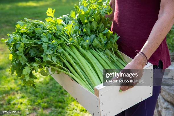 close up of woman carrying wooden crate with freshly picked celery. - bleekselderij stockfoto's en -beelden