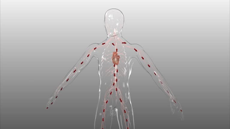 7,036 Cardiovascular System Videos and HD Footage - Getty Images 7,036 Cardiovascular System Videos and HD Footage - Getty Images