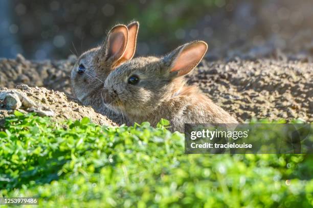 wild cotton tail rabbit - rabbit burrow stock pictures, royalty-free photos & images