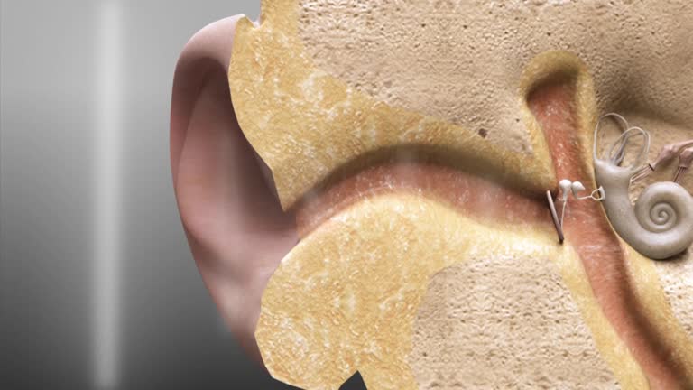Hear Animation 292 Anatomy Of The Ear Stock Videos, Footage, & 4K Video Clips - Getty ...