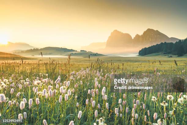 view of the seiser alm (alpe di siusi in italian), one of the biggest alpine meadows on the dolomites, with the sassolungo and sassopiatto peaks on the background. - idyllic landscape stock pictures, royalty-free photos & images