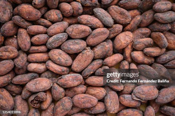 cocoa beans - kakaobohnen stock-fotos und bilder