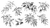 Engraved olive branch. Sketch branches with leaves and blossoms, hand drawn olives vector illustration set.