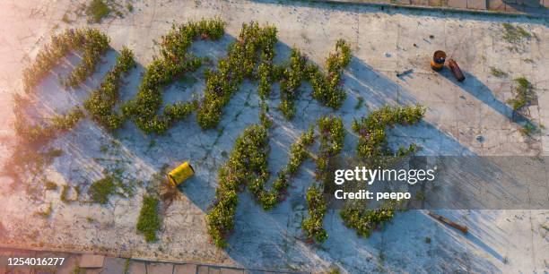 Flowering Weeds Spell 'Clean Me' In Dirty Derelict Urban Landscape