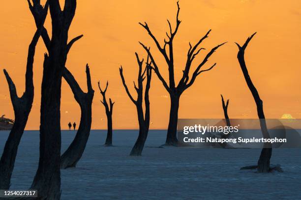 silhouette of famous dead trees in desert at deadvlei in sossusvlei, namib desert, namibia. - dead vlei namibia stock pictures, royalty-free photos & images