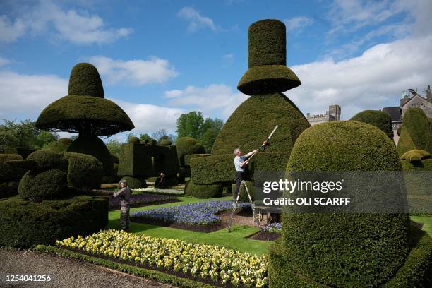 Head Gardener Chris Crowder and his team of gardeners work to prepare the world's oldest topiary garden in the grounds of Levens Hall, an Elizabethan...