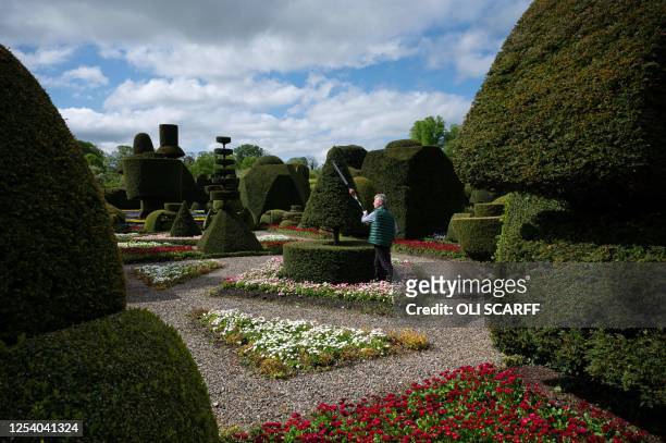 Head Gardener Chris Crowder works to prepare the world's oldest topiary garden in the grounds of Levens Hall, an Elizabethan stately home, near...