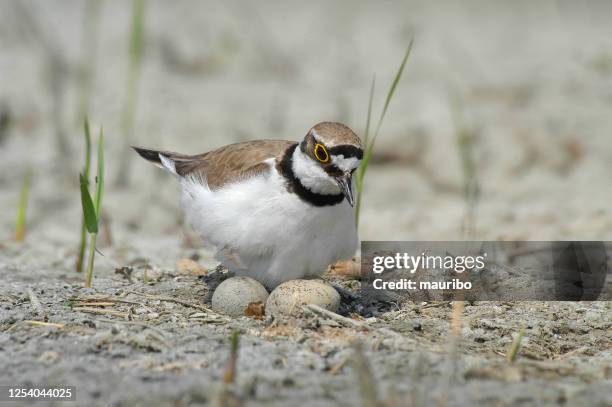 little ringed plover at nest (charadrius dubius) - plover stock pictures, royalty-free photos & images