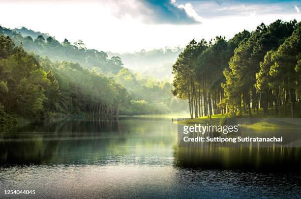 beatiful nature lake and forest , pang oung lake and pine forest in mae hong son , thailand , nature landscape of thailand . pang oung is popular travel destination in thailand - foresta foto e immagini stock