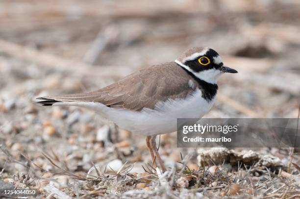 little ringed plover (charadrius dubius) - little ringed plover stock pictures, royalty-free photos & images