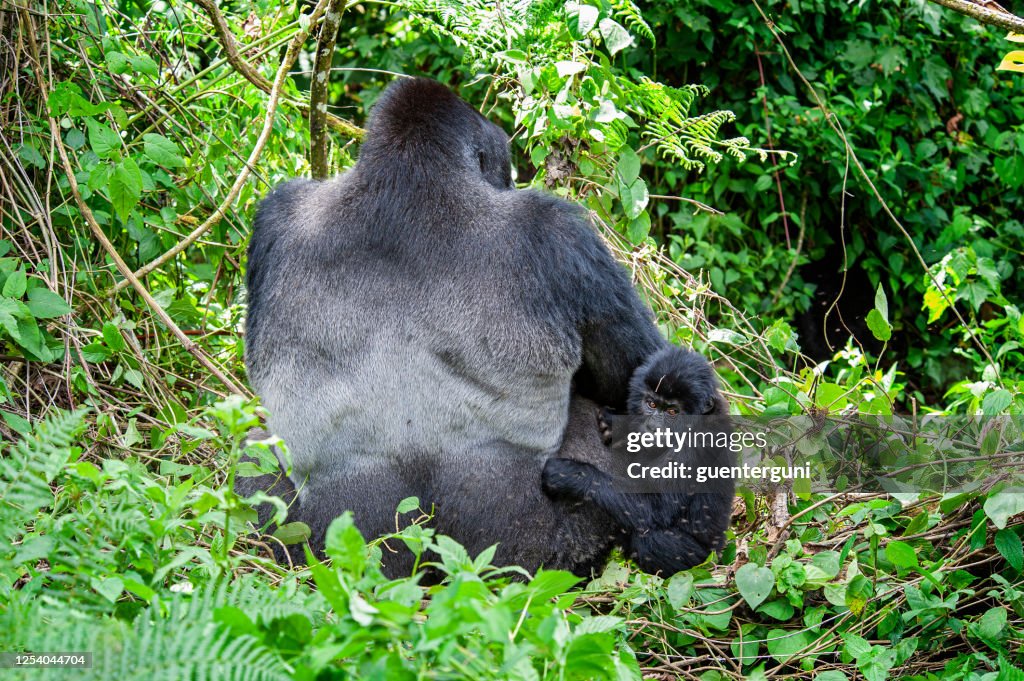 Father and son - Gorilla family in Congo, wildlife shot