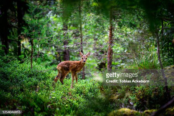 baby deer in the forest, fawn - reh stock-fotos und bilder