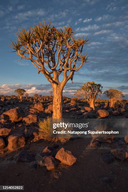 Quiver Treemap 61 Quiver Tree Stock Photos, High-Res Pictures, and Images - Getty Images