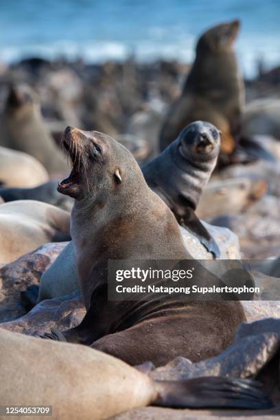 cape fur seal at cape cross, skeleton coast, namibia. - cape fur seal stock pictures, royalty-free photos & images