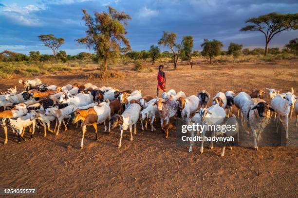 young masai boy hearding goats, kenya, africa - cultura queniana imagens e fotografias de stock