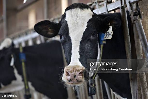a dairy cow on a farm - gado de leite imagens e fotografias de stock