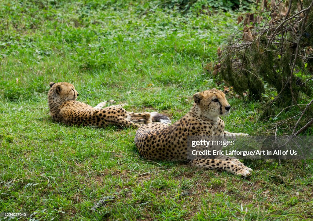Cheetahs (acinonyx jubatus) resting, Laikipia county, Mount kenya, Kenya...