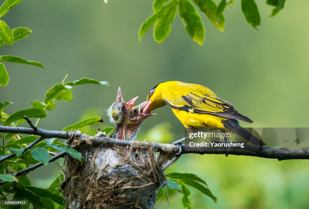 Mother Oriole feeding the baby Oriole on the tree