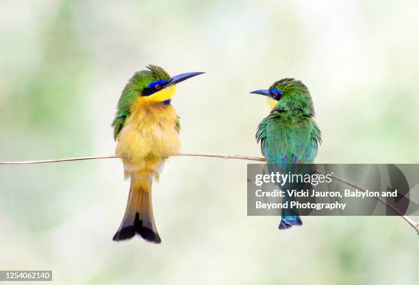 two cute little bee eaters looking at each other in high key at samburu, kenya - east africa photos et images de collection