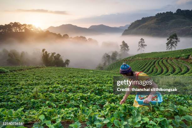 woman picking fresh strawberries - thee gewas stockfoto's en -beelden