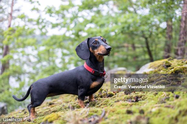 cute dachshund in the forest - teckel stockfoto's en -beelden