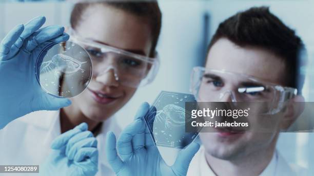 scientists team in laboratory. water flea daphnia on touch screen petri dish - daphnia stock pictures, royalty-free photos & images