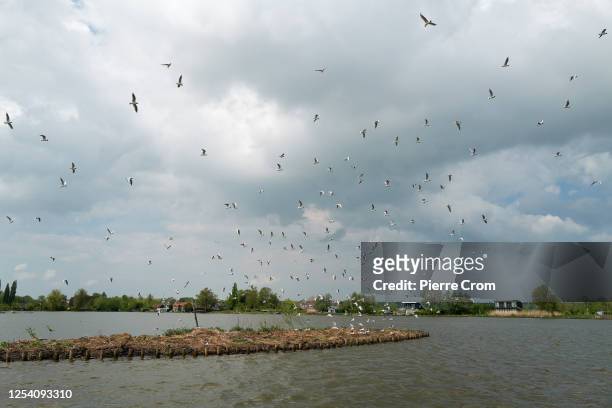 Seagulls are seen as Wilco van Roon and Heidi Looy of nature organisation Natuurlijkheidi collect 120 dead seagulls on the islands of S' Gravenbroek...