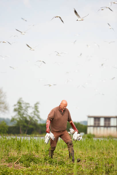 NLD: Bird Flu Kills Hundreds Of Seagulls In Dutch Nature