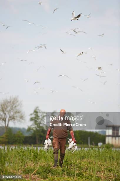 Wilco van Roon and Heidi Looy of nature organisation Natuurlijkheidi collect 120 dead seagulls on the islands of S' Gravenbroek lake on May 12, 2023...