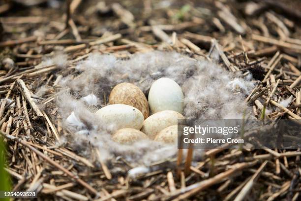 Eggs of a goose are seen as Wilco van Roon and Heidi Looy of nature organisation Natuurlijkheidi collect 120 dead seagulls on the islands of S'...